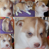 Cuccioli da salvare - in adozione