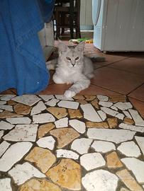 Ultime cucciole Femmine di Maine Coon xxl