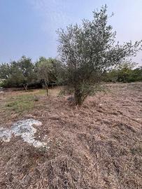 Terreno di 3000 m² a Formia