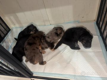 Cucciolo di pastore tedesco incrociato con un lupo