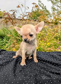 Mini cucciolo chihuahua, allevamento enci