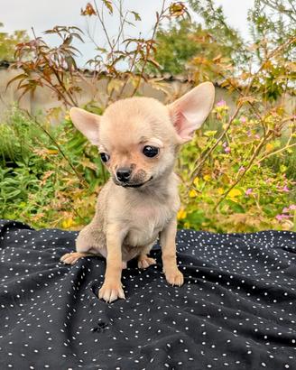 Mini cucciolo chihuahua, allevamento enci