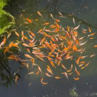 Carpe koi