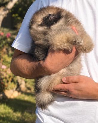 Pomerania nano toy arancio sable