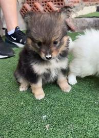 Spitz