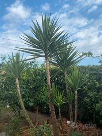 Piante