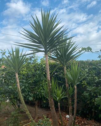 Piante