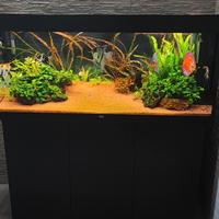 acquario juwel Rio 240