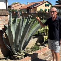 Agave miste