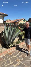 Agave miste