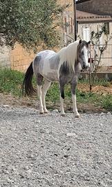 Pony
