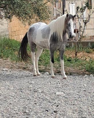 Pony