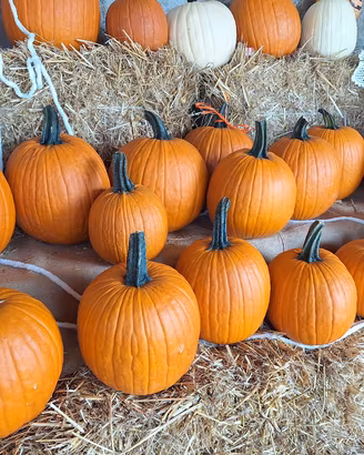 Zucche halloween 