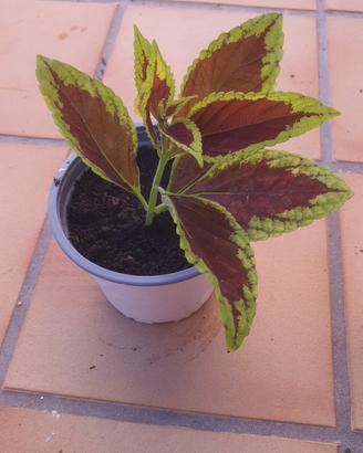 coleus