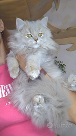 British longhair lilac pedigree
