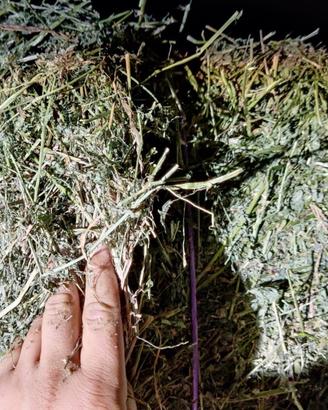 Presse ballette di erba medica