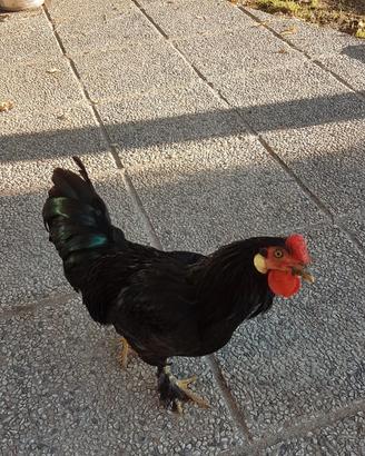 Gallo
