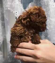 Cucciola Barboncino Mini Toy