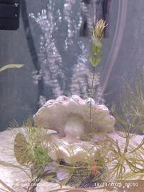 ossigenatore ,pompa aeratore