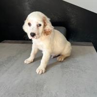 Disponibili setter inglesi
