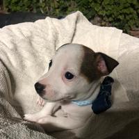 Cucciolo Jack Rassel