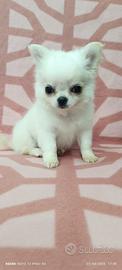 Chihuahua bianco