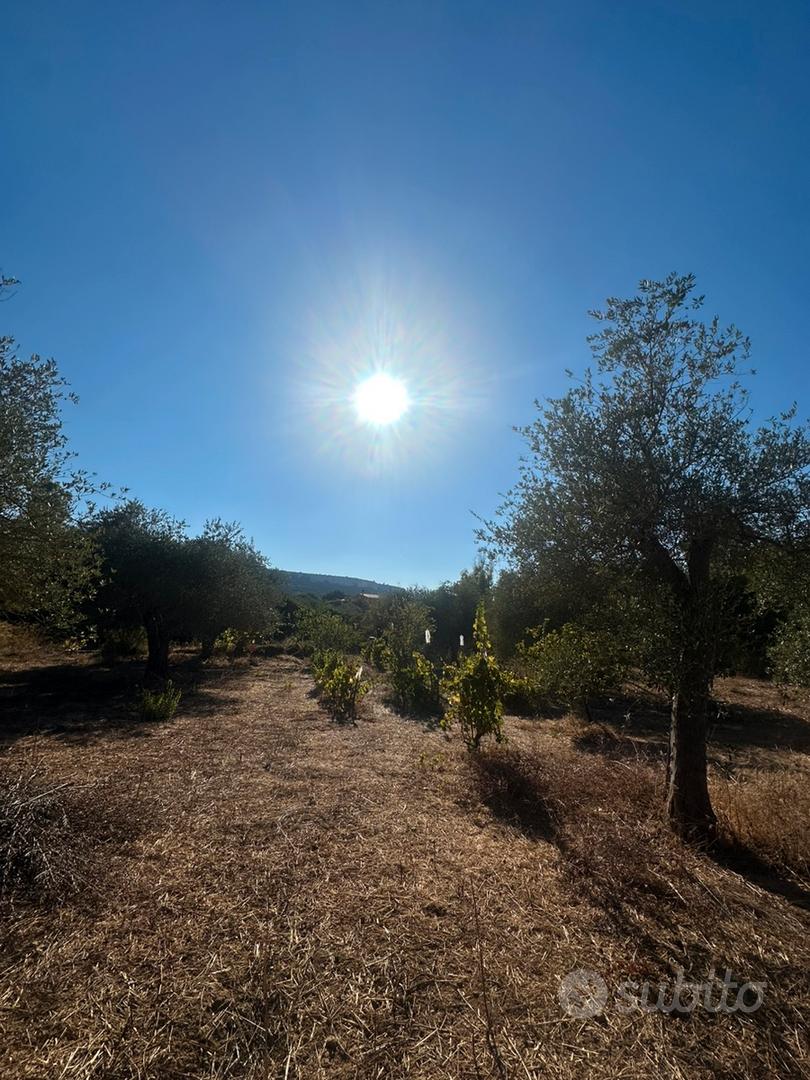 Terreno con ulivetto - Altro
