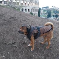 Aiuto cuoco disponibile