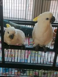Cacatua allevati a mano