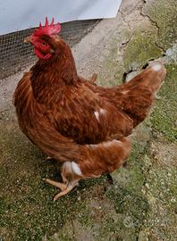 Galline