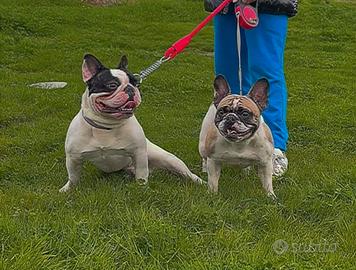 Bulldog Francesi