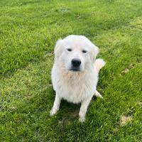 Cuccioli Pastore Maremmano abruzzese con Pedigree