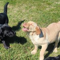 Cuccioli di labrador