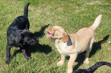 Cuccioli di labrador