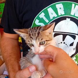 Gattina