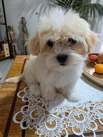 Cucciola di maltese