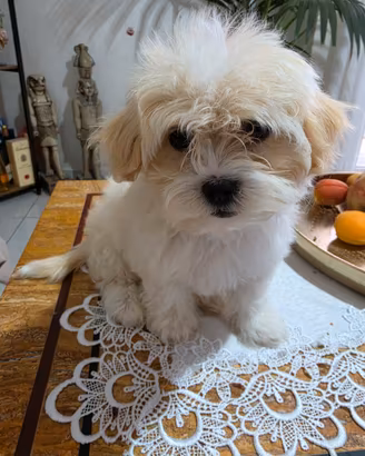 Cucciola di maltese