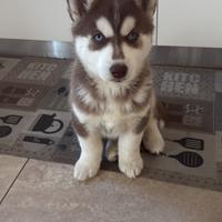 Splendido husky per monta