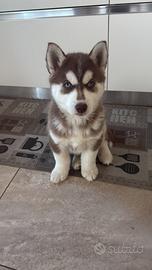 Splendido husky per monta