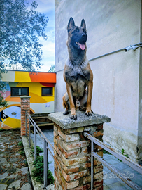 Pastore belga malinois