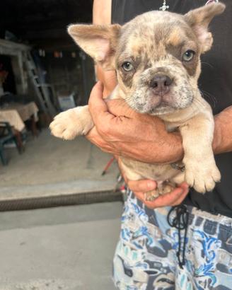Maschietto bulldog francese lilac merle tan