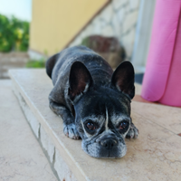 Cane da compagnia bull dog Francese