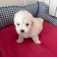 Maltese