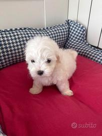 Maltese
