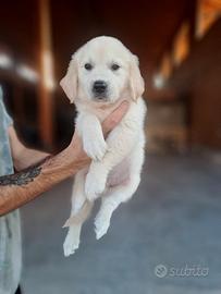 Golden retriver