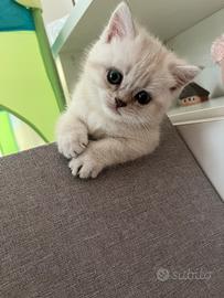 Cuccioli Scottish straight