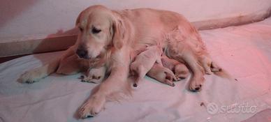Golden Retriever cuccioli vendita