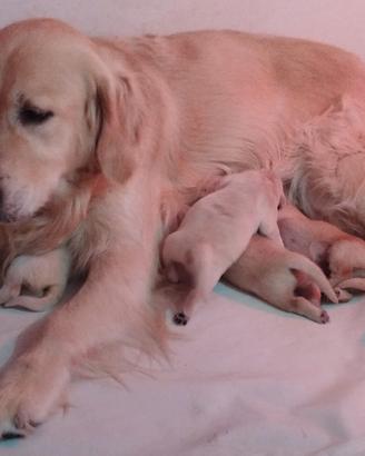 Golden Retriever cuccioli vendita