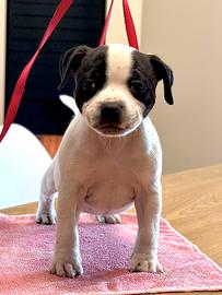 Staffordshire Bull Terrier