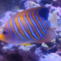 Acquario Pesce pygoplites diacanthus